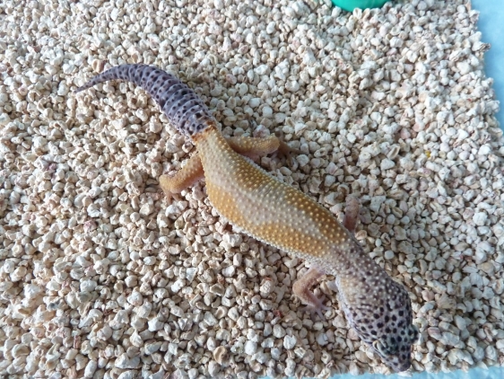 male - Mack Snow Super HypoTangerine - nee le 14.06.12